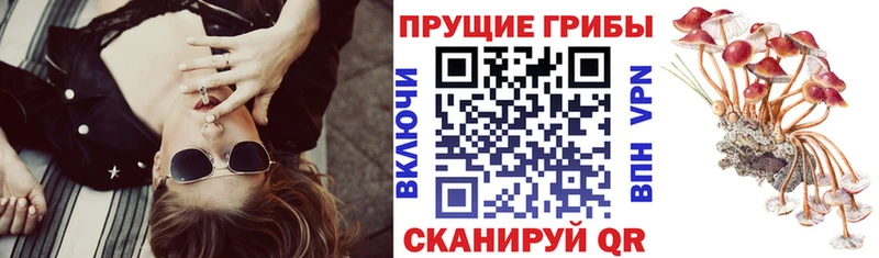закладки Спас-Деменск Галлюциногенные грибы мицелий